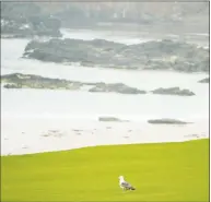  ?? Andrew Redington / Getty Images ?? A seagull is seen on the 10th fairway during a practice round Wednesday for the U.S. Open at Pebble Beach Golf Links in Pebble Beach, Calif.