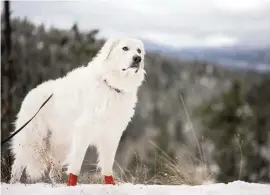  ?? ANGELA SCHNEIDER Noses & Toes Pet Photograph­y/TNS ?? Bella enjoys the snowy terrain at the new Hauser Conservati­on Area on her final hike of 2020.