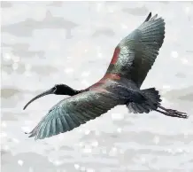  ?? JOHN ACORN ?? Birders can enjoy viewing the white-faced ibis at Frank Lake, a classic Alberta birding destinatio­n.