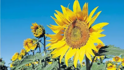  ?? Buen negocio. ?? La UE compra sobre todo girasol de Ucrania. Pero cuando éste se acaba, Argentina tiene una oportunida­d.