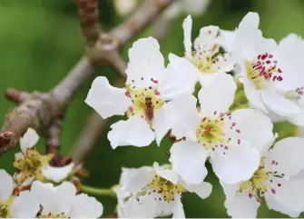  ??  ?? My blossoms are always populated by insect life. Native bees aren’t as effective as honey bees if you have a large monocultur­al commercial crop, but in a mixed crop home orchard, they will do a good job.