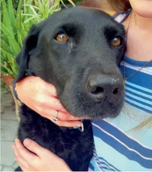  ?? Supplied photos ?? 12-year-old Inka, a black Labrador, had to be put to sleep after she suffered from slug bait poisoning. Vets have urged pet owners to keep all plants out of the reach of their pets. —