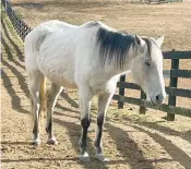  ?? ALISON JOHNSON/FREELANCE ?? Shadow, a 10-year-old thoroughbr­ed, arrived at The Pines in September, severely underweigh­t, full of worms and with shards of glass in his hooves. He is recovering well.