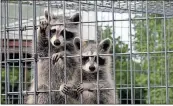  ?? / Doug Walker ?? This pair of playful orphaned raccoons are being raised at the Rome-Floyd ECO Center.