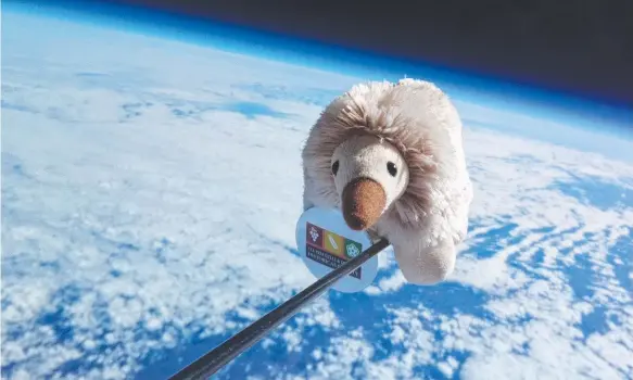  ??  ?? Anstey the toy echidna has returned to home in South Australia from her second trip into space attached to a balloon.