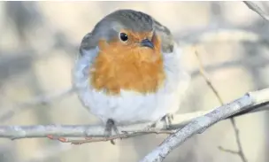  ??  ?? ● There are an estimated 100,000 robins in the north west