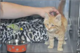  ?? JUSTIN COUCHOT — ENTERPRISE-RECORD ?? A nurse fromthe Look Ahead Vet Clinic in Oroville checks on a kitten rescued fromthe North Complex fire who got its bandages removed from its burned paws Saturday.