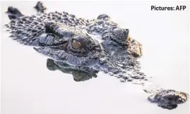  ?? ?? COOLING OFF: A crocodile swimming in a lagoon at Crocodylus Park located on the outskirts of the Northern Territory town of Darwin.