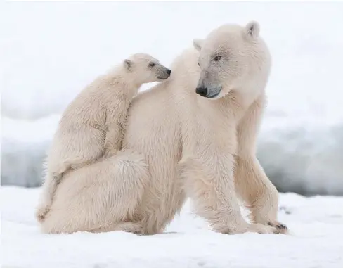  ??  ?? Even if the prepondera­nce of polar puns in Round Planet leaves you cold, you might have to grin and bear it.