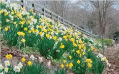  ?? CHRISTIAN CURLESS/AP ?? Daffodils planted in large scale on slopes, near Watertown, Conn. Daffodils are particular­ly dramatic in spring. The bulbs will naturalize if located in sunny spots where the soil drains well. Daffodil drifts can become “golden roads” for drive-by...