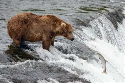  ?? Mark Meyer/New York Times ?? A bear waits to catch salmon in the Brooks River in Katmai National Park in southern Alaska, July 19, 2015. The Trump administra­tion, rejecting oponents’ concerns over the risks to Alaska’s fishery, cleared the way on Friday for the Pebble Mine to be located in two watersheds that feed fish-spawning rivers.