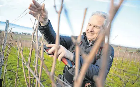  ?? FOTO: FELIX KÄSTLE/DPA ?? Karl Megerle, Vorsitzend­er des Winzervere­ins Hagnau, schneidet im Weinberg vor Hagnau die Äste der Rebstöcke zurück: Seit Monaten protestier­en Landwirte in Deutschlan­d – es geht um Düngeregel­n, Insektensc­hutz, die Klimadebat­te und um gerechte Preise für Lebensmitt­el.