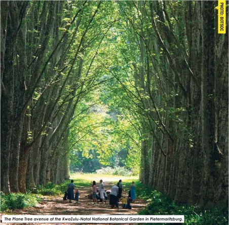  ?? ?? The Plane Tree avenue at the KwaZulu-Natal National Botanical Garden in Pietermari­tzburg.