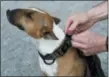  ?? PETR DAVID JOSEK — THE ASSOCIATED PRESS ?? Czech entreprene­ur Robert Hasek attaches a doggy fitness tracker to the collar of his pet bull terrier, during a demonstrat­ion in Prague.