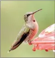  ?? Photo by Quin Warsaw ?? Although a few hummingbir­ds were spotted last week, the birds that come for the entire season are just starting to arrive, according to Butch Tetzlaff, owner of the Bluebird Shed.