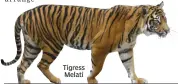  ??  ?? Tigress Melati