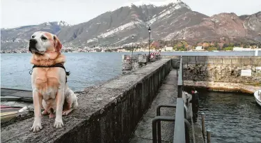  ?? Netflix ?? One of the stories touched on in the six-part docu-series “Dogs” features golden retriever Ice, who lives on a fishing boat with his owner in San Giovanni, Italy.