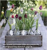  ??  ?? Rare breeder and broken tulips are a passion for flower grower Polly Nicholson, page 36.