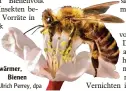  ?? Foto: Ulrich Perrey, dpa ?? wärmer, Bienen