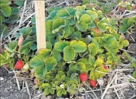  ?? Bob Morris ?? Strawberri­es grow best if given full morning sun with some shade during the afternoon.