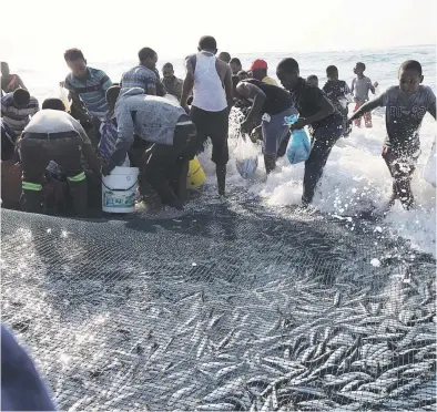  ?? Picture: Reuters ?? Onlookers collect sardines which escaped the net during the sardine run at Umgababa River in KwaZulu-Natal yesterday.