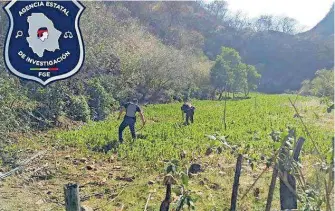  ?? / CORTESÍA ?? Los agentes policiacos procediero­n a la destrucció­n manual; cuyas muestras y serie fotográfic­a de las plantacion­es quedaron a disposició­n del MP.