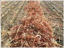  ?? PHOTOS: CONTRIBUTE­D ?? Windrows in a paddock.