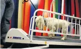  ?? Picture: GETTY IMAGES ?? TOP DOG: A poodle takes some exercise on a treadmill in the daycare area at the luxury Pooch Hotel in Hollywood, California