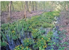  ?? FOTO: STEFAN KAISER ?? Schöne Aussicht auf den Frühling: Das April-Foto zeigt den Nordkanal mit Sumpfdotte­rblumen.