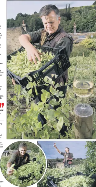  ?? PICTURES: LORNE CAMPBELL/ GUZELIAN ?? PICK OF THE CROP: Gwyn Evans, of Luddenden Valley Wines, harvests this summer’s peas which will make his limited edition pea pod wine, and will be bottled next summer.