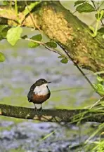  ??  ?? The plump, shorttaile­d dipper walks into and under water in search of food.