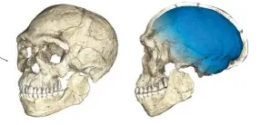  ??  ?? En datorrekon­struktion av fossil från Jebel Irhoud visar ett modernt, platt ansikte och en arkaisk, förlängd hjärnskål. En nästan komplett nedre käke från äldsta Homo sapiens hittills.