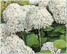  ?? ?? My Annabelle hydrangea is looking untidy now with dead flower heads. Is it too early to prune?