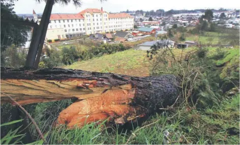 ??  ?? ► La caída de árboles provocó cortes en las redes de transmisió­n de electricid­ad en Los Lagos.