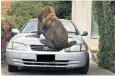  ??  ?? The Australian fur seal had to be tranquilli­sed by police officers