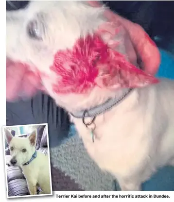  ?? ?? Terrier Kai before and after the horrific attack in Dundee.