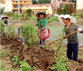  ??  ?? Ahora todos los campos en barbecho son cultivados por las mujeres.