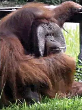  ??  ?? Sorry sight: Orangutan Ozon sits down to smoke the lit cigarette