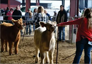  ?? RECORDER PHOTO BY ALEXIS ESPINOZA ?? Young cattle enthusiast­s from across the Central Valley participat­ed in the Sierra Winter Classic at the Portervill­e Fairground­s over the weekend.
