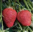  ?? FOTO: FABIAN SOMMER/DPA ?? Erdbeeren sind beliebte Vitaminlie­feranten.