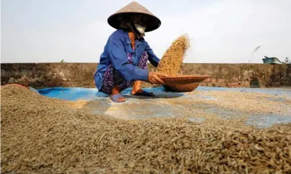  ?? Photograph: Nguyen Huy Kham/Reuters ?? Vietnam, the third biggest rice exporter, has suspended contracts in the wake of the crisis.