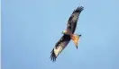  ??  ?? Magnificen­t Red kite