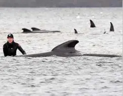  ?? Foto: dpa ?? Knapp 30 der rund 270 gestrandet­en Wale konnten bisher gerettet werden.