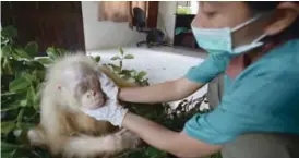  ??  ?? INDONESIA: A keeper examines an albino orangutan at a rehabilita­tion center in Nyaru Menteng, Central Kalimantan, Indonesia.