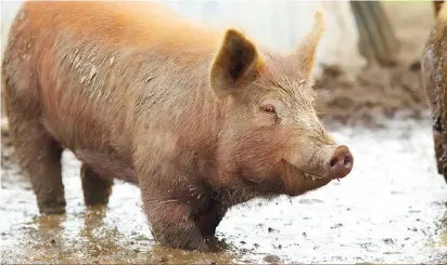  ?? ?? Les notions de propreté dans les élevages sont parfois subjective­s, estime un jeune producteur de porcs dont les animaux vont à l’extérieur.