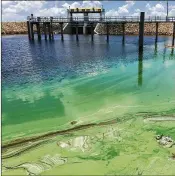  ?? ALLEN EYESTONE / THE PALM BEACH POST 2016 ?? Blue-green algae is seen in the L-8 Canal where it meets the C-51 Canal just west of Wellington on July 6, 2016.