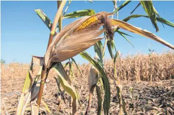  ?? FOTO: DPA ?? Maisfeld 2018: Nach dem Dürresomme­r kommt Bewegung in den Versicheru­ngsmarkt. Doch die sogenannte­n Indexversi­cherungen kompensier­en keine individuel­len Ausfälle. Sie orientiere­n sich an der Statistik.