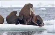  ?? S. A. SONSTHAGEN/ U.S. GEOLOGICAL SURVEY VIA AP ?? This June 12, 2010, photo provided by the United States Geological Survey shows Pacific walruses resting on an ice flow in the Chukchi Sea, Alaska. A lawsuit making its way through federal court in Alaska will decide whether Pacific walruses should be listed as a threatened species, giving them additional protection­s. Walruses use sea ice for giving birth, nursing and resting between dives for food but the amount of ice over several decades has steadily declined due to climate warming.