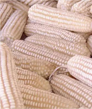  ??  ?? Nigeria’s maize production line needs more attention from relevant stakeholde­rs