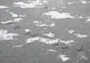  ?? ZACH BOYDEN-HOLMES/THE REGISTER ?? Geese swim though the snow and ice in the Des Moines river on Jan. 17, 2020.